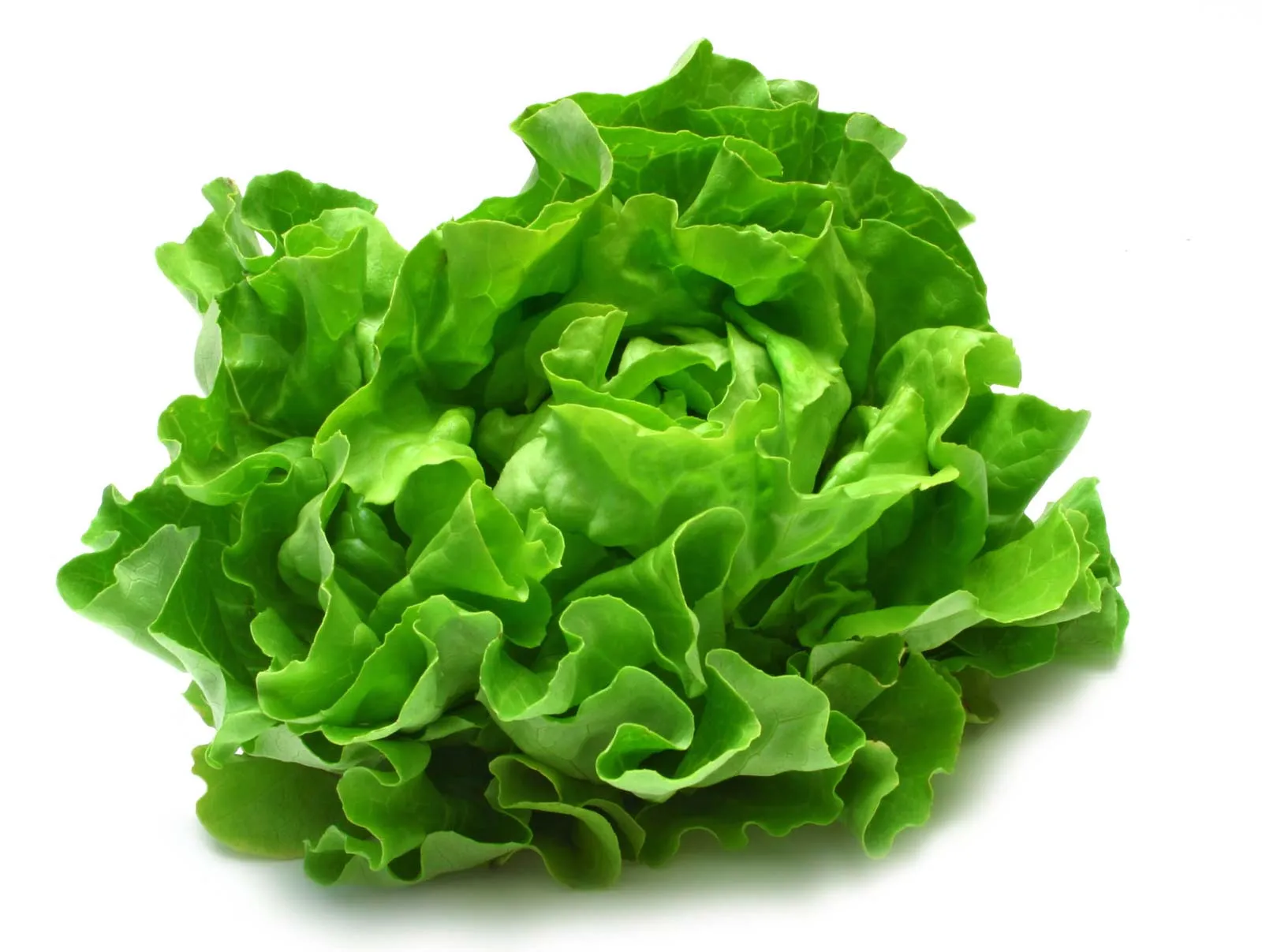 Lettuce Variety Pack