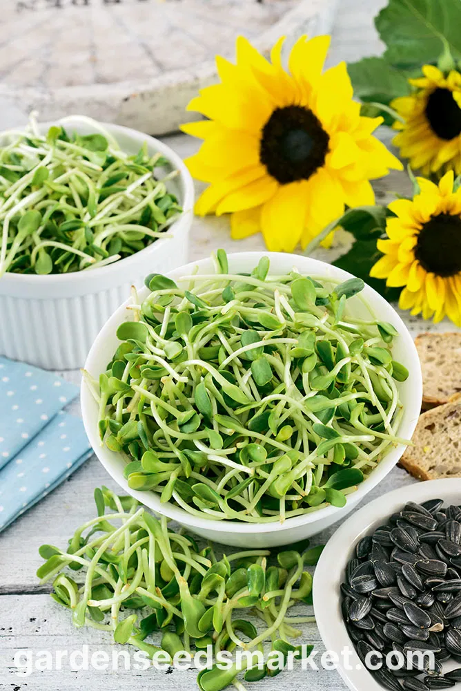 مايكروجرينز دوار الشمس