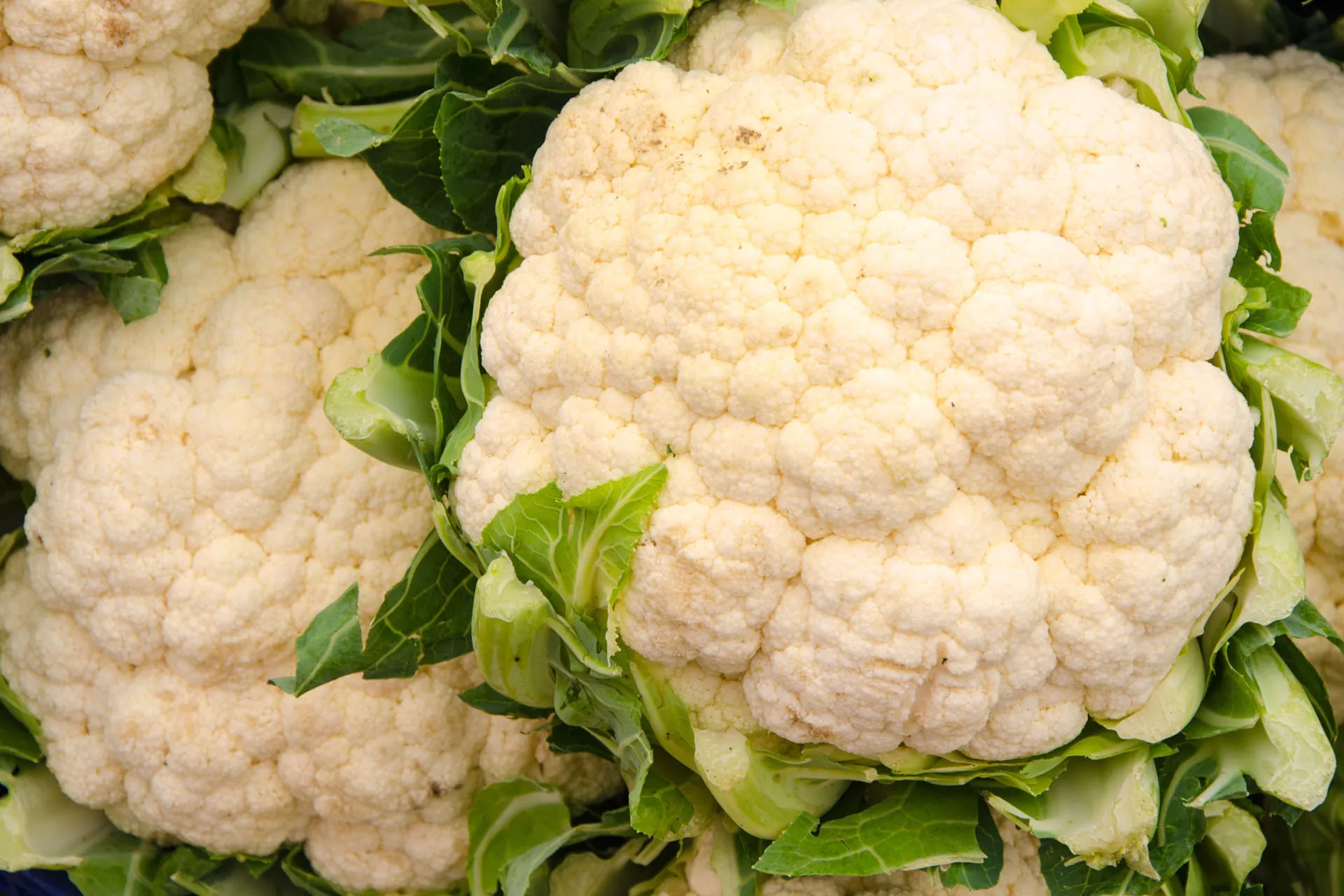 قرنبيط صغير